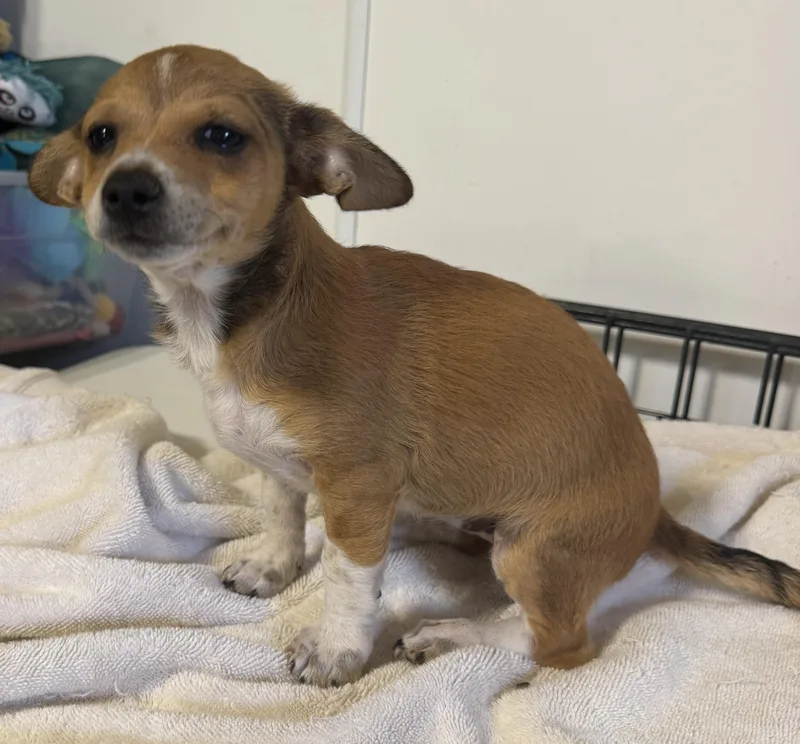 Pixie  Trixie And thumbnail 5