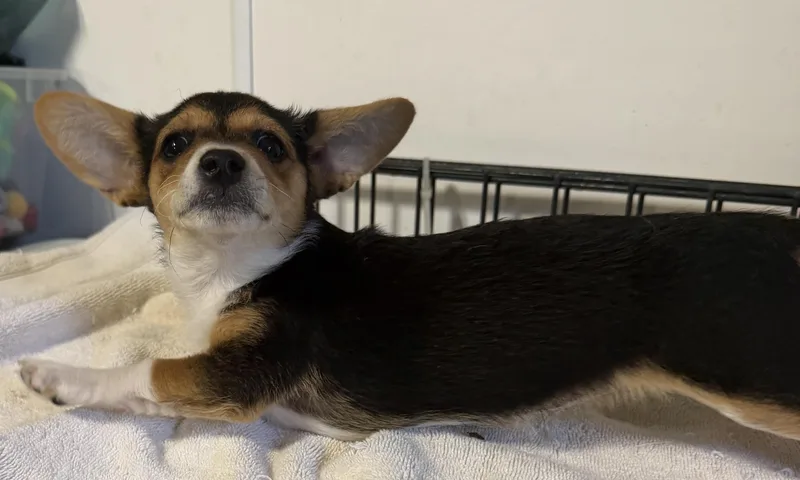 Pixie  Trixie And thumbnail 6