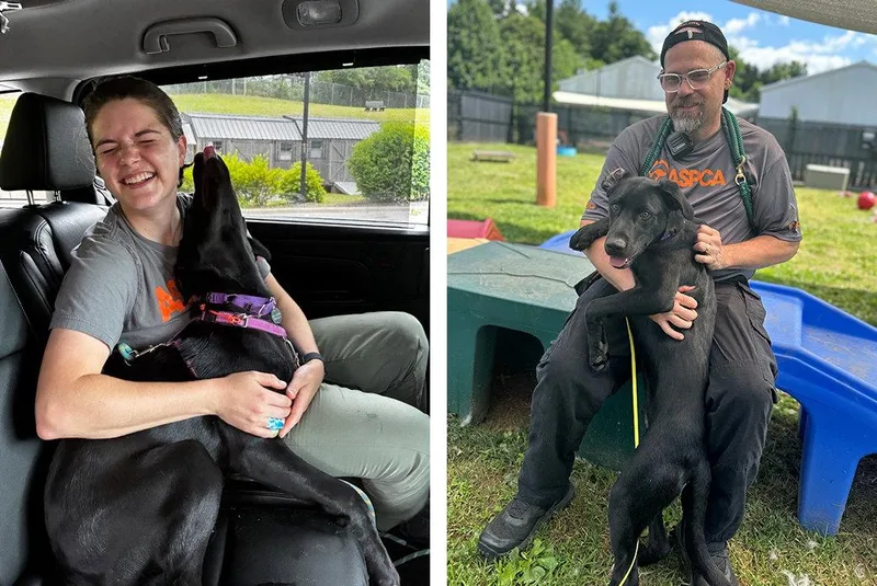 A young medium-sized male Mixed Breed dog named Tito for adoption in Weaverville, NC