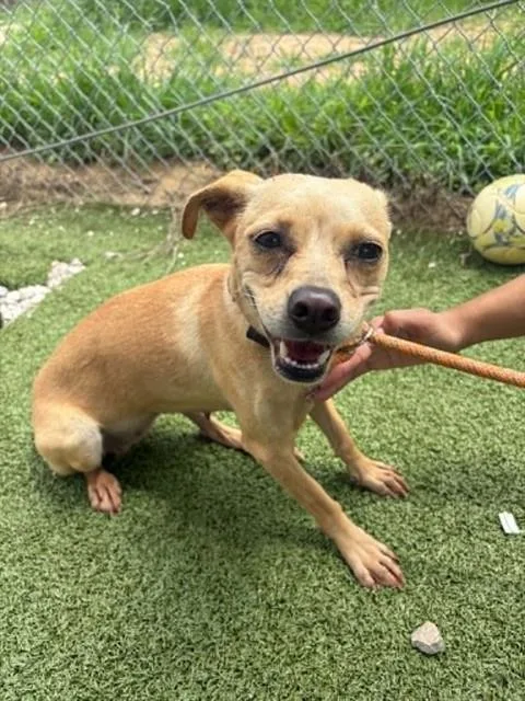 An adult medium-sized female Chihuahua dog named Lily for adoption in Pasadena, TX