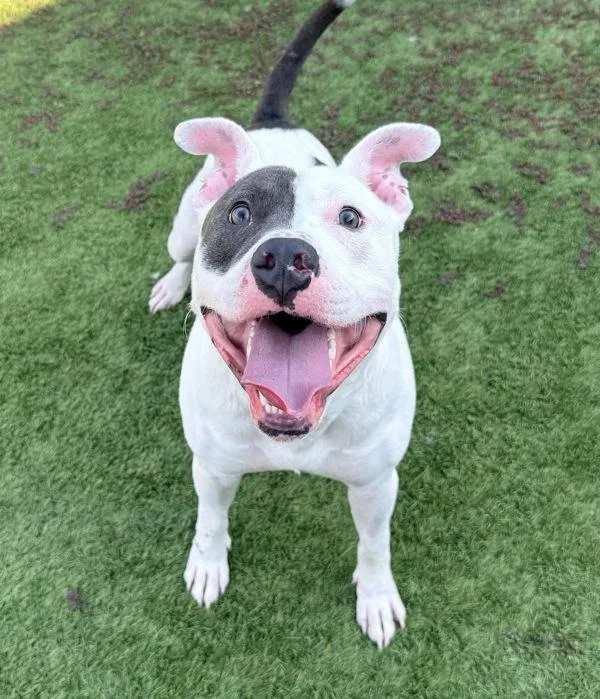 A young medium-sized male Pit Bull Terrier dog named Lewis for adoption in Canton, GA