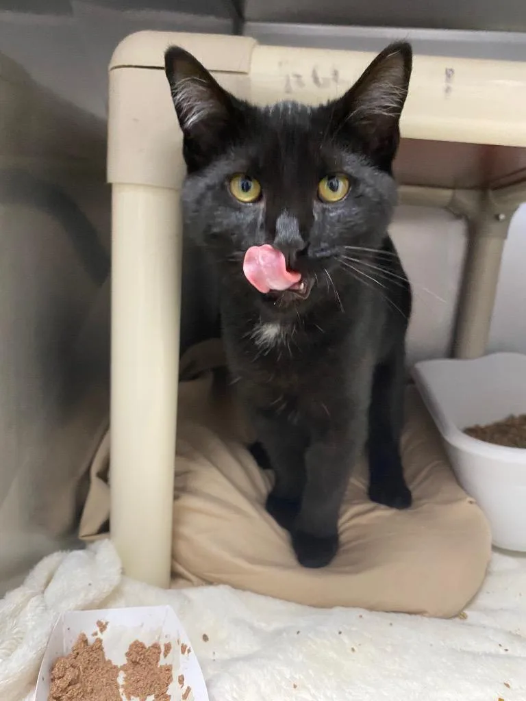 A baby medium-sized male Domestic Short Hair cat named Kiwi for adoption in Pomona, NY