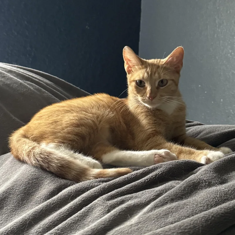 A young medium-sized female Tabby (Buff / Tan / Fawn) Domestic Short Hair cat named Arya for adoption in Pearland, TX