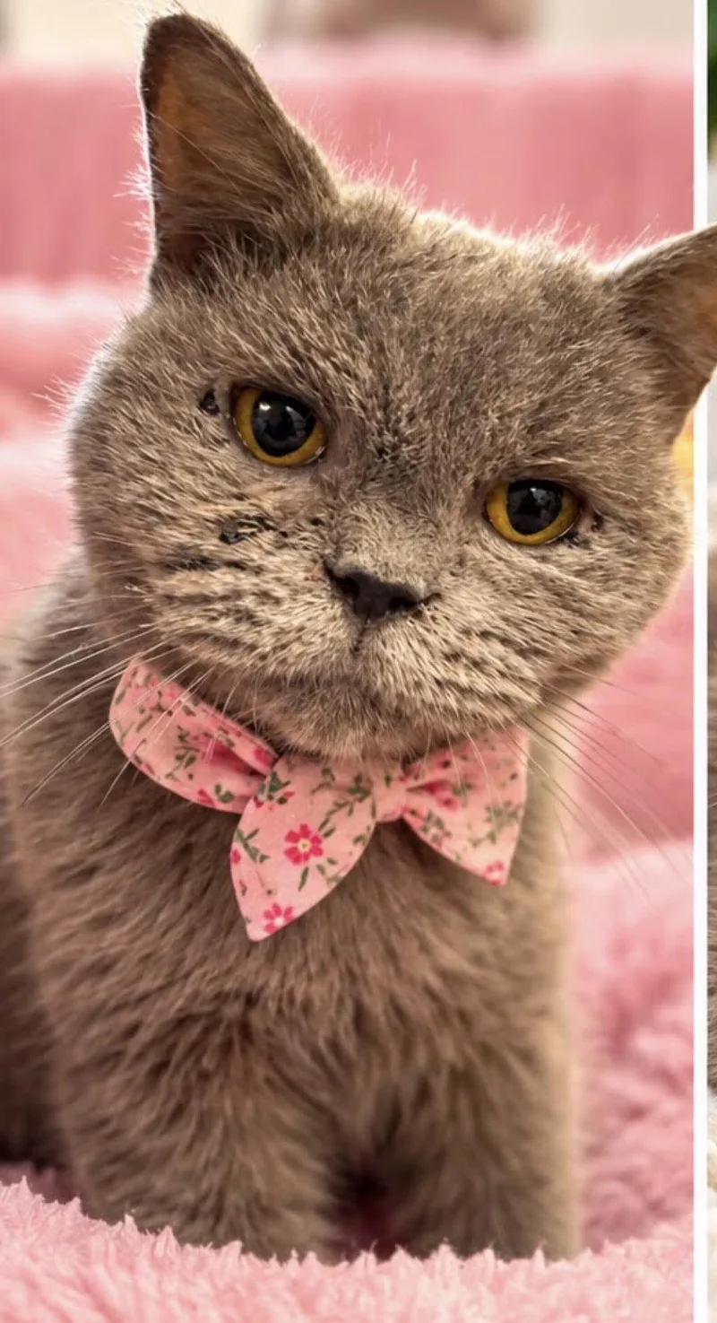An adult medium-sized female Persian cat named Dipper for adoption in Margate, FL