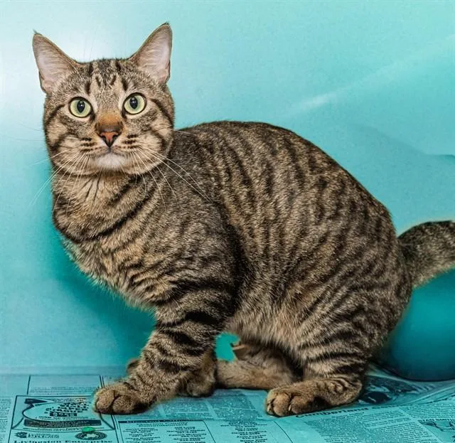A young medium-sized male Domestic Short Hair cat named Bazinga for adoption in Cookeville, TN