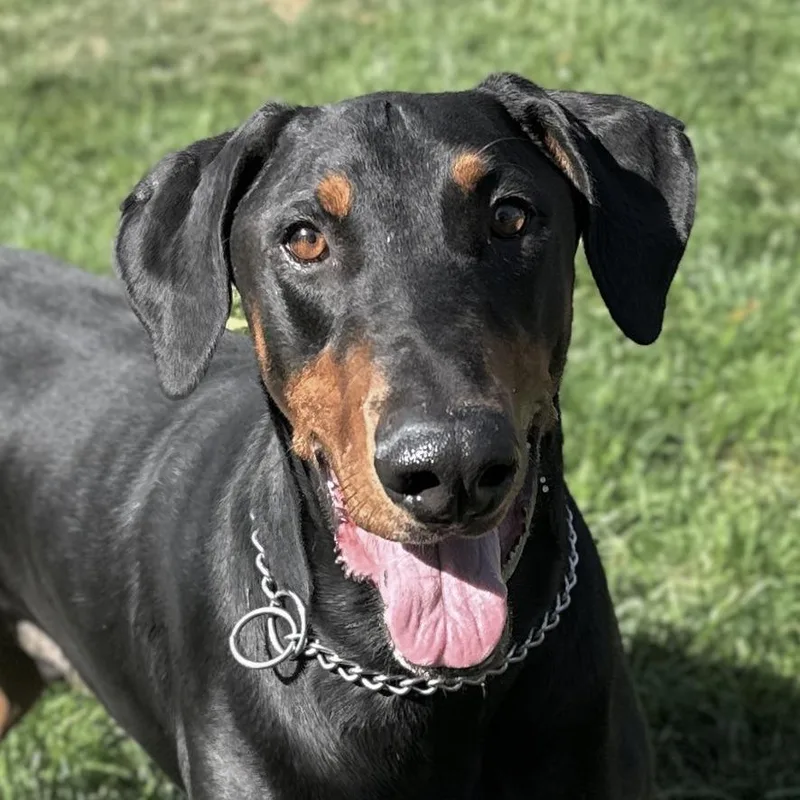 An adult large-sized male Black Doberman Pinscher dog named Titan ECAS for adoption in Pleasanton, CA