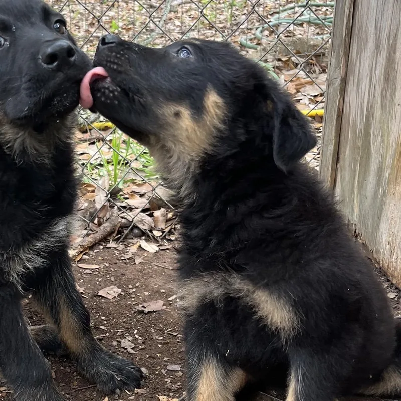 A baby small-sized female Black Rottweiler dog named Terri for adoption in Kyle, TX
