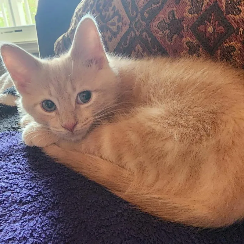 A baby small-sized male Orange / Red Domestic Short Hair cat named Murphy for adoption in Woodstock, VA