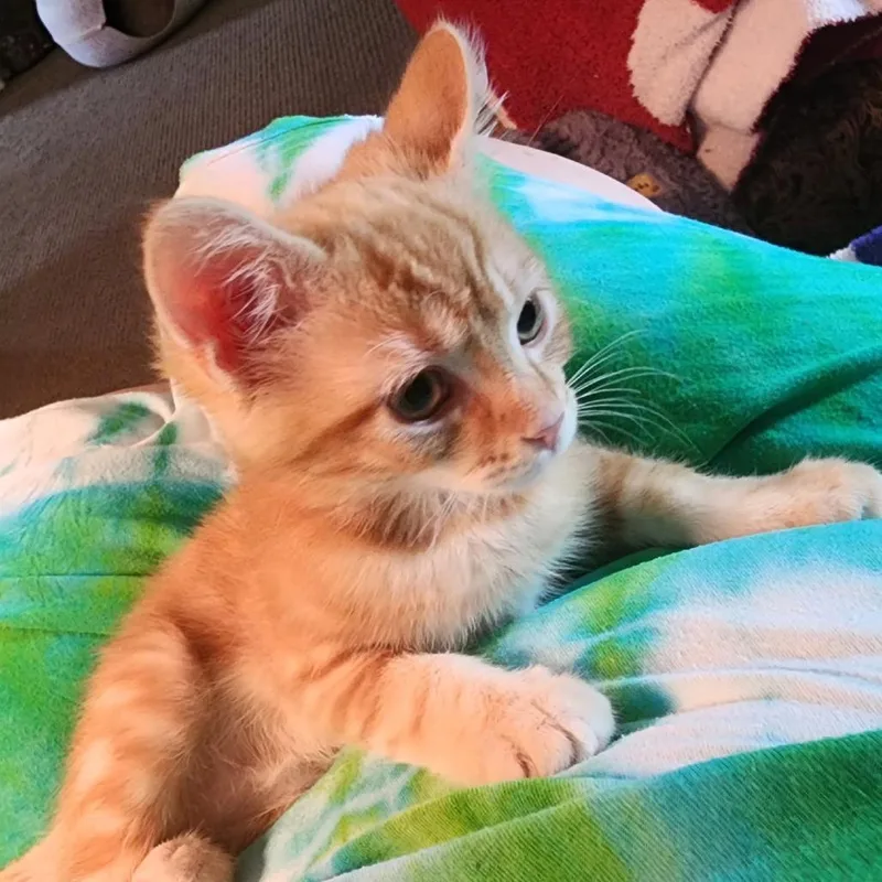 Murphy thumbnail 3