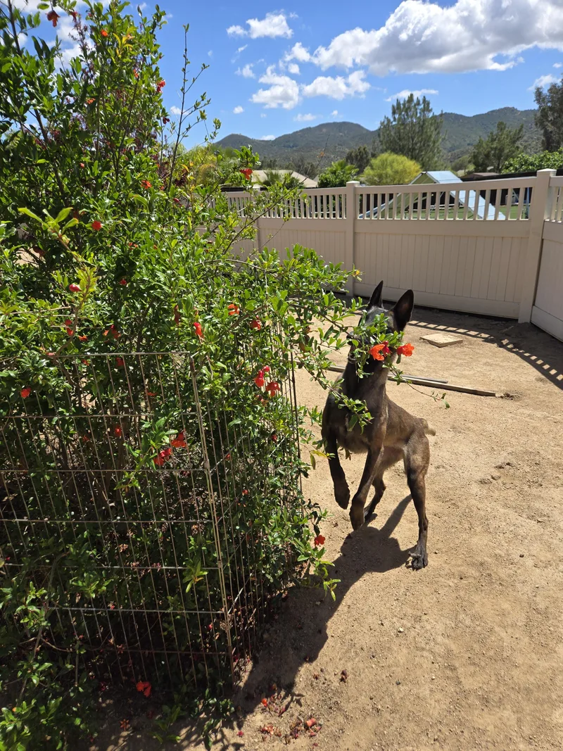 An adult large-sized female Belgian Shepherd / Malinois dog named Selene for adoption in Vancouver, WA