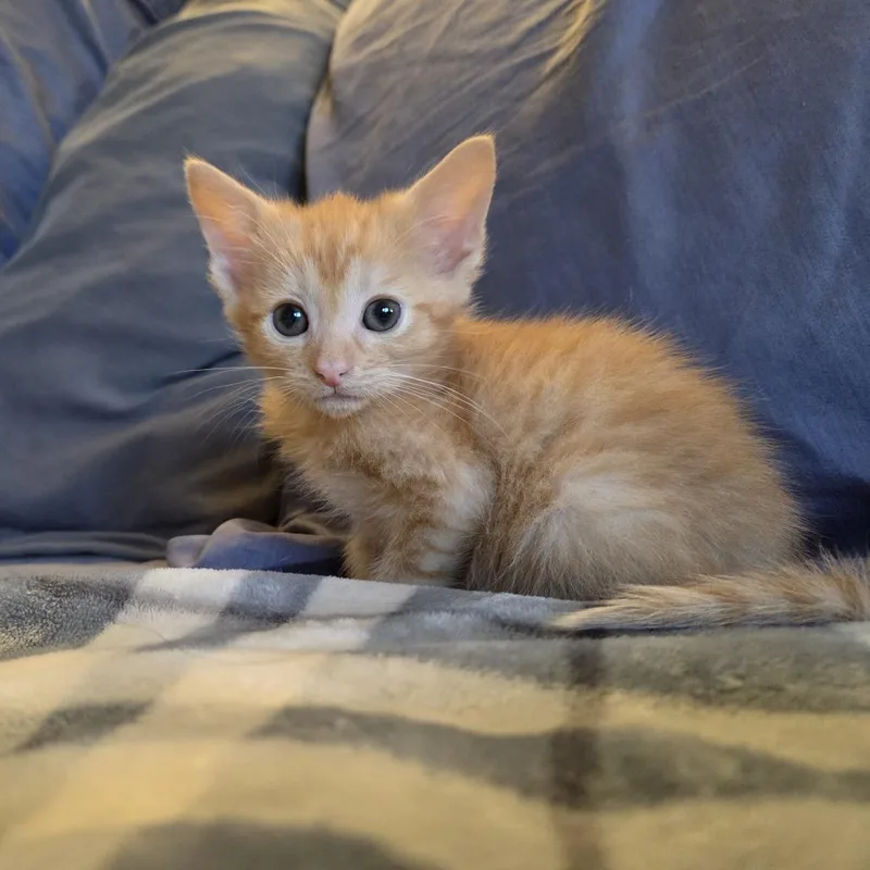 A baby small-sized male Orange / Red Domestic Medium Hair cat named Pecan for adoption in Johnstown, PA