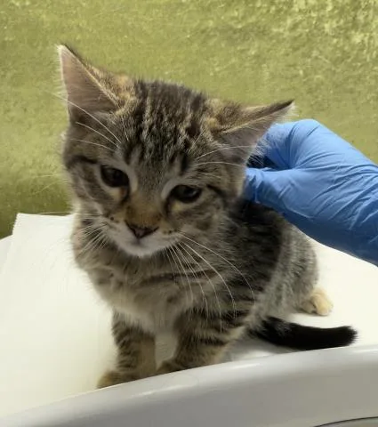 A baby small-sized female Domestic Short Hair cat named Molly for adoption in Riverside, CA