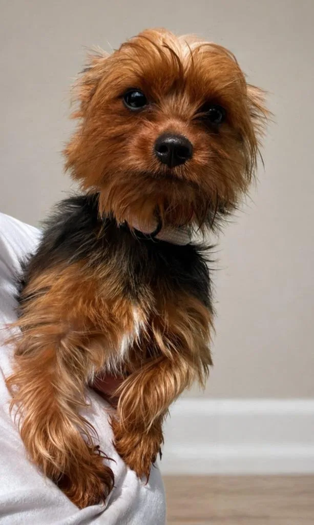 A young small-sized male Yorkshire Terrier dog named Rico for adoption in Hardeeville, SC