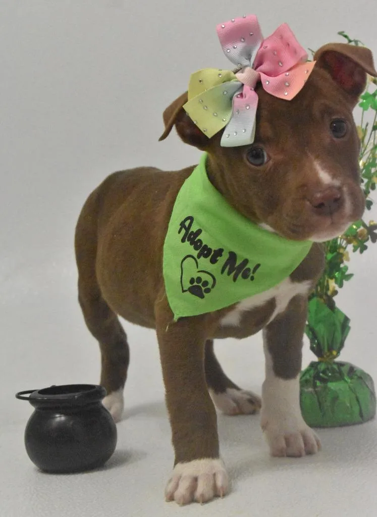 Honey Bee thumbnail 2