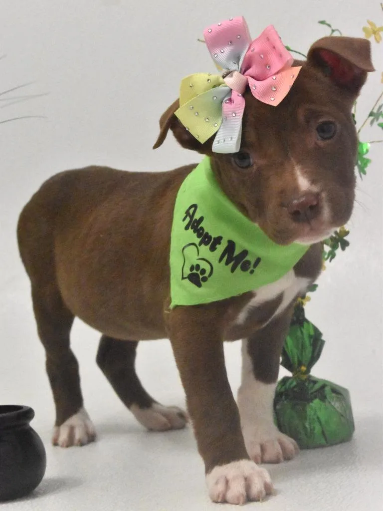 Honey Bee thumbnail 6