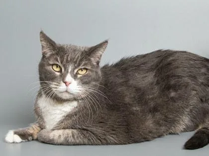 A senior large-sized female Domestic Short Hair cat named Willow for adoption in Longmont, CO