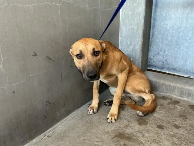 A young small-sized male German Shepherd Dog dog named Will for adoption in San Bernardino, CA