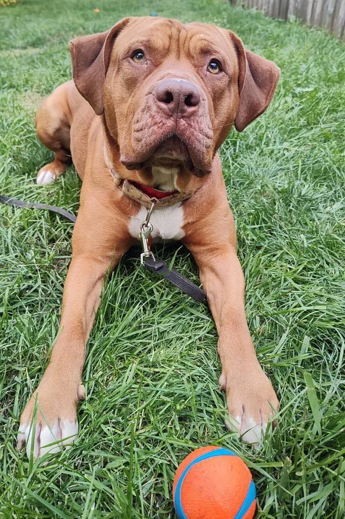 An adult large-sized male Dogue de Bordeaux dog named Rupert for adoption in Minneapolis, MN