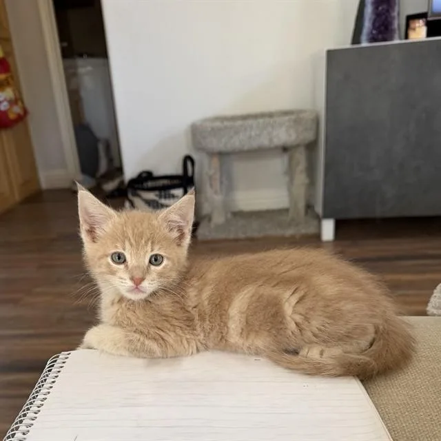 A baby small-sized male Domestic Short Hair cat named Lincoln for adoption in Auburn, CA