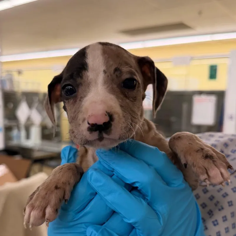 A baby small-sized female Black Mixed Breed dog named Moosetracks for adoption in West Palm Beach, FL