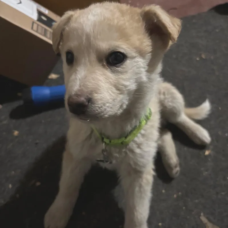 A baby small-sized male White / Cream Mixed Breed dog named Russet for adoption in Buffalo, MN