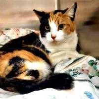 An adult medium-sized female Calico cat named Shirley for adoption in Henderson, NV