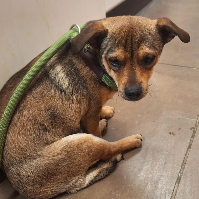 An adult small-sized male Brown / Chocolate Chihuahua dog named Francis W Pearl for adoption in Flagstaff, AZ
