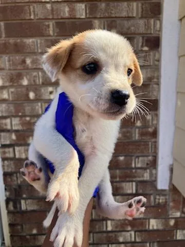 A baby medium-sized female Mixed Breed dog named Lori Loud for adoption in Dallas, TX