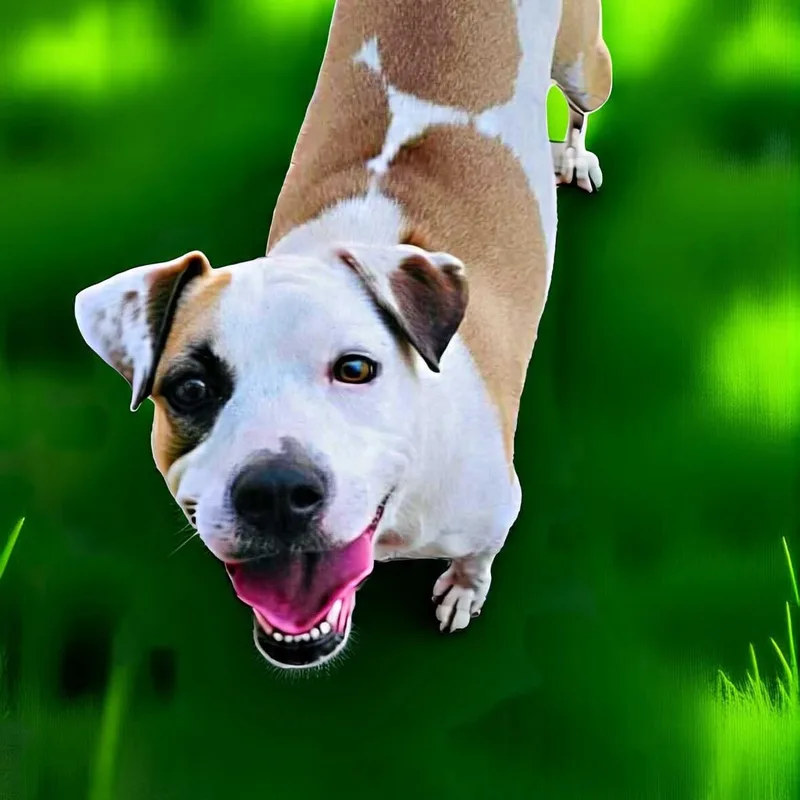 A young medium-sized female American Bulldog dog named Baby for adoption in San Antonio, TX