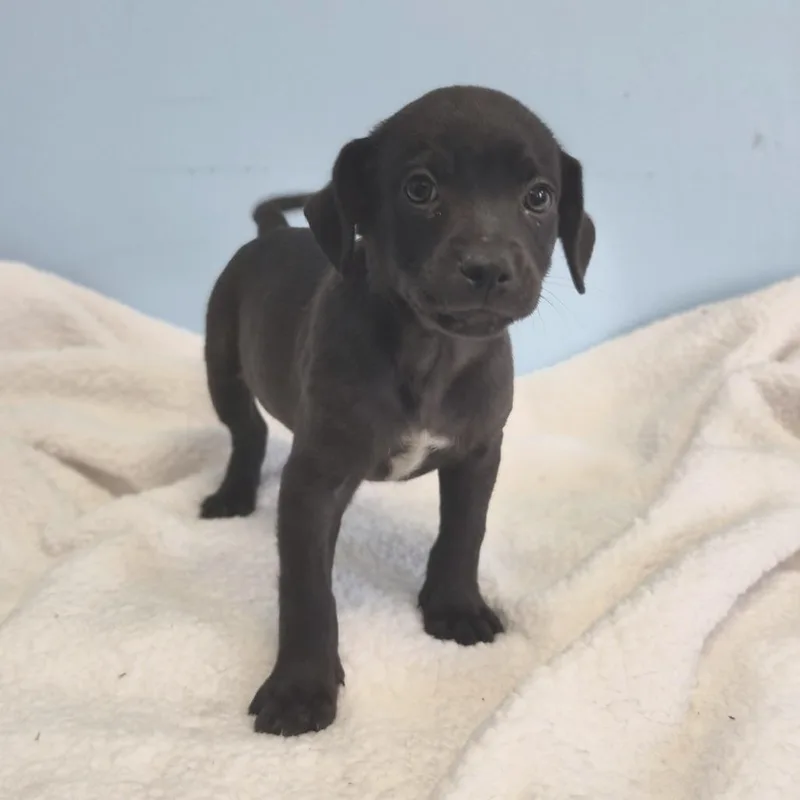 A baby small-sized male Mixed Breed dog named Moth Man for adoption in Wahiawa, HI