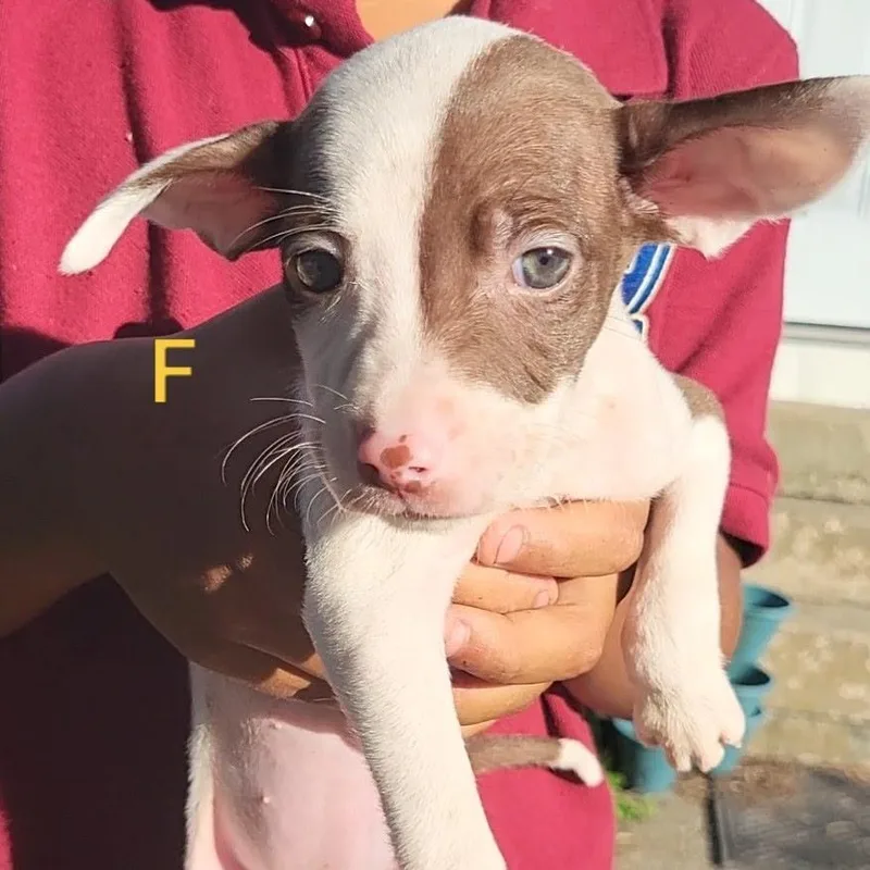 A baby medium-sized female Apricot / Beige German Shorthaired Pointer dog named Salsa for adoption in New Orleans, LA