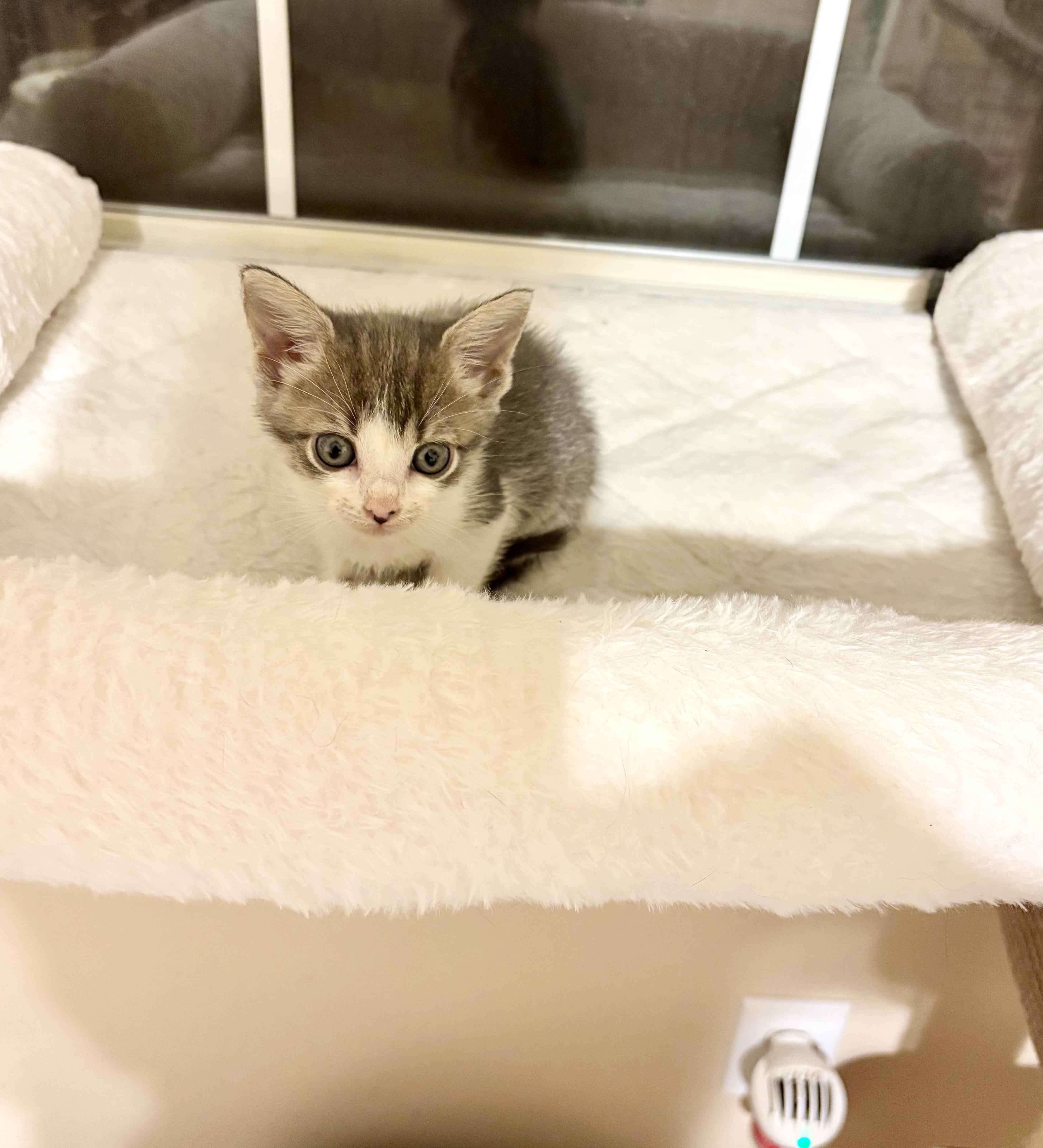 A baby small-sized female Gray & White Domestic Short Hair cat named Odette for adoption in Spring Branch, TX