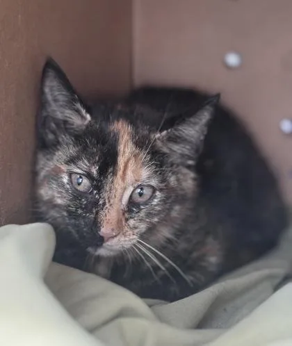 A baby small-sized female Domestic Short Hair cat named Alfreda for adoption in West Chester, PA