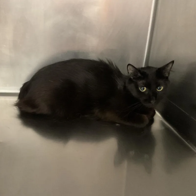A young medium-sized female Black Domestic Short Hair cat named Brownie for adoption in St Joseph, MO