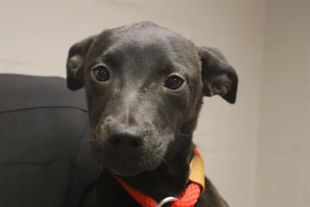 A young medium-sized female Mixed Breed dog named Spice for adoption in Columbia, SC