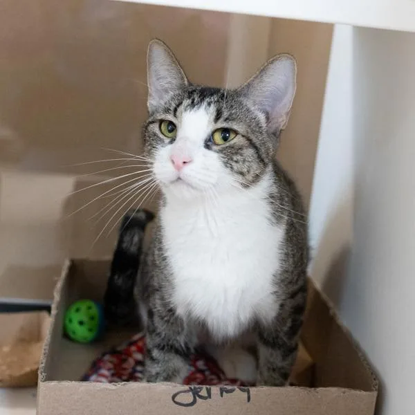 An adult small-sized female Domestic Short Hair cat named Kalyn for adoption in Des Moines, IA