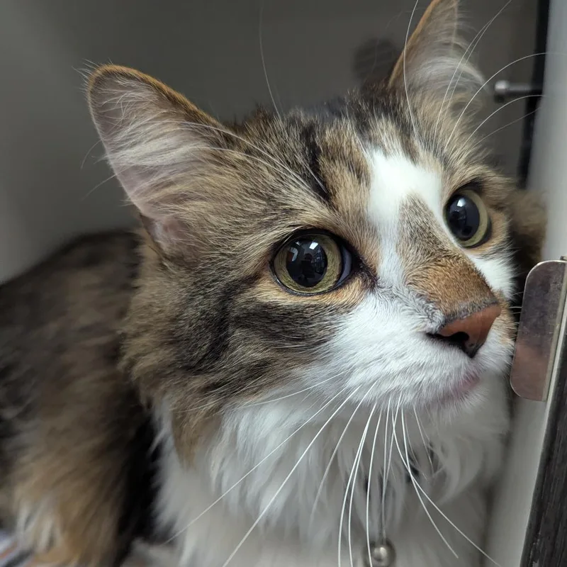 An adult small-sized male White Domestic Long Hair cat named Randy for adoption in Jeffersonville, IN