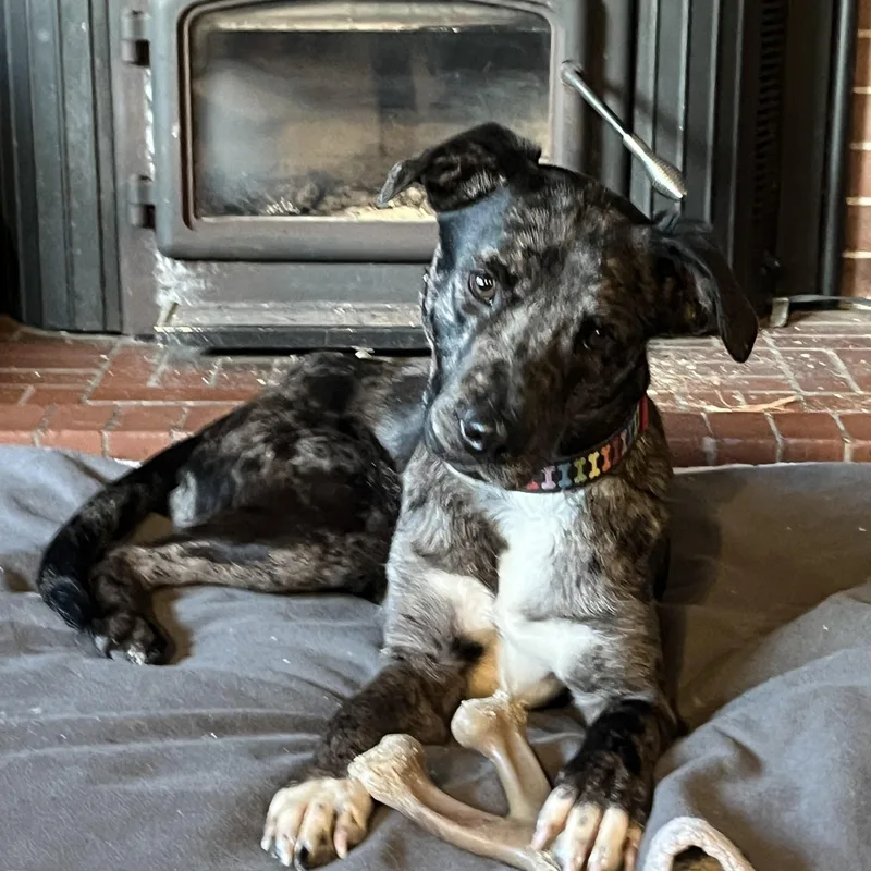 Forrest  Local April thumbnail 3