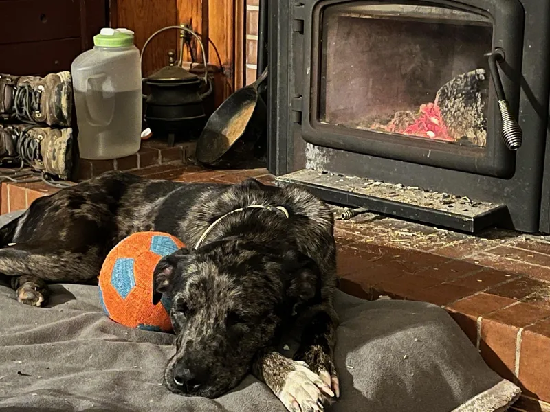 Forrest  Local April thumbnail 4