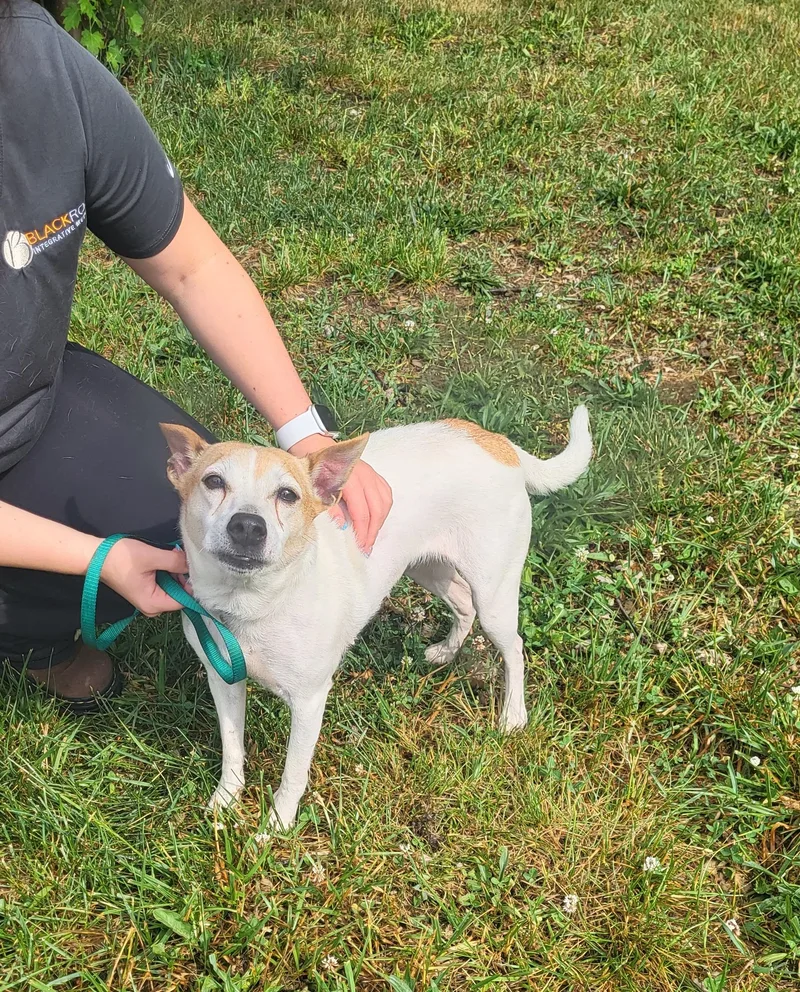 A senior small-sized female Apricot / Beige Toy Fox Terrier dog named Molly for adoption in Hagerstown, MD