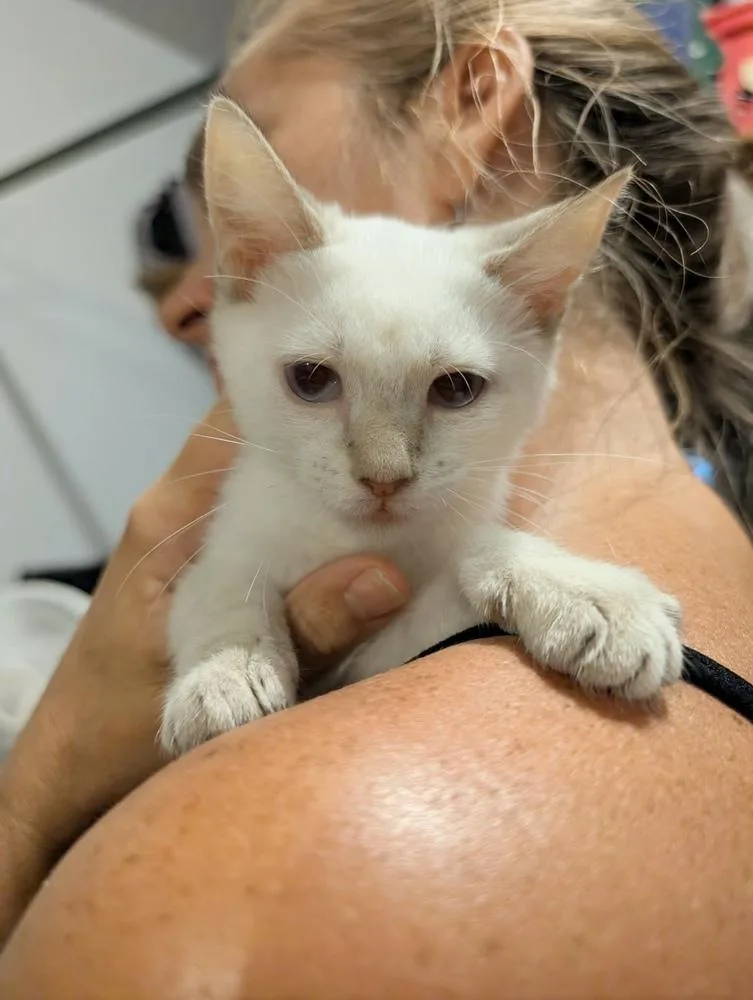 A baby medium-sized male Domestic Short Hair cat named Benny for adoption in Emerald Isle, NC