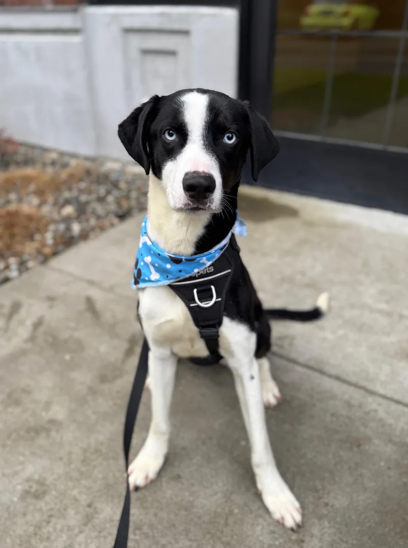 A young medium-sized male Black Border Collie dog named Wilson for adoption in lynnwood , WA