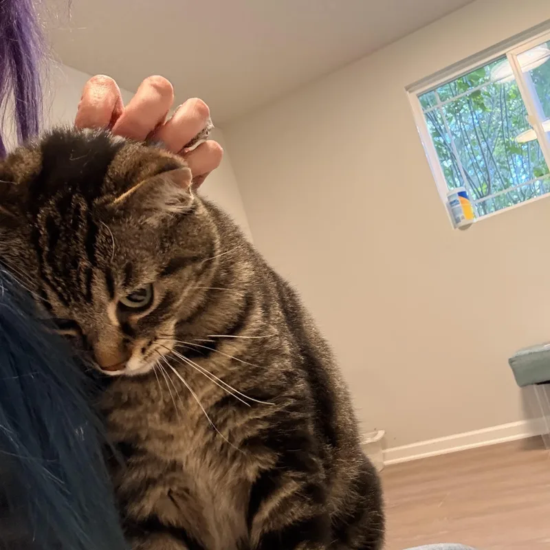 Pibbs thumbnail 6