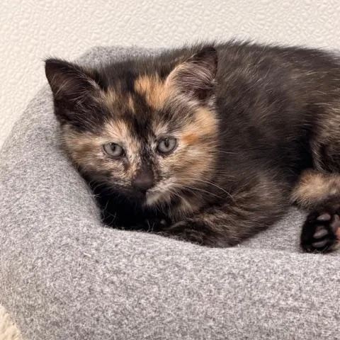 Daphne