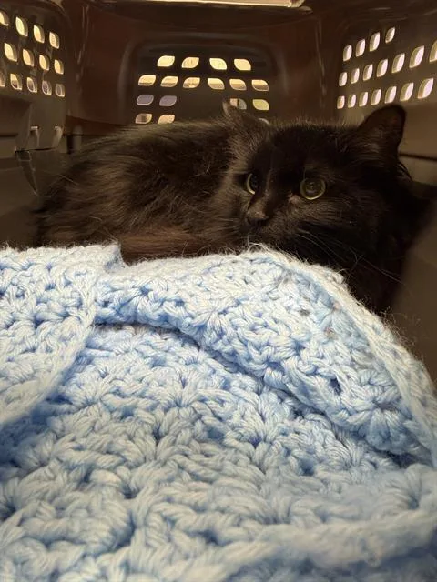An adult medium-sized female Domestic Long Hair cat named Simone for adoption in Omaha, NE