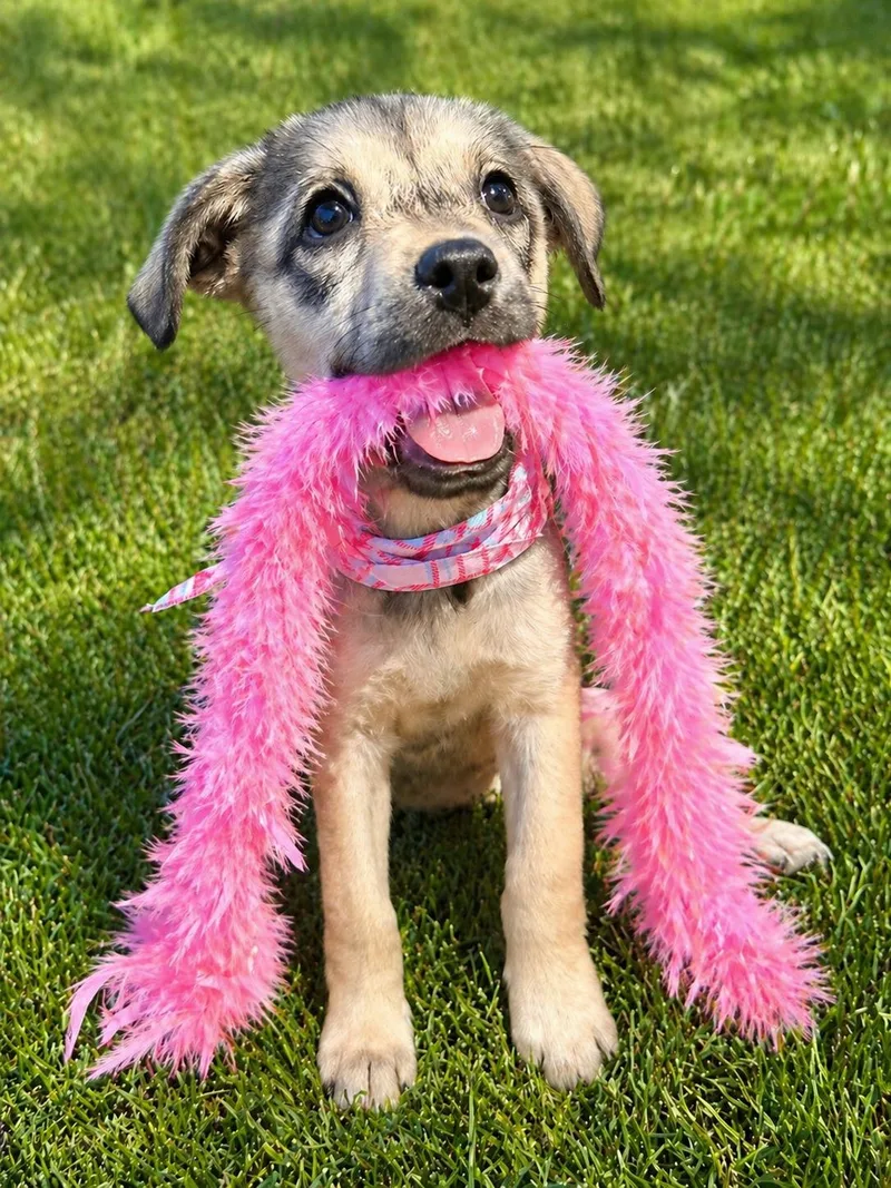 A baby medium-sized female Retriever dog named Cyndi Lauper for adoption in Houston, TX