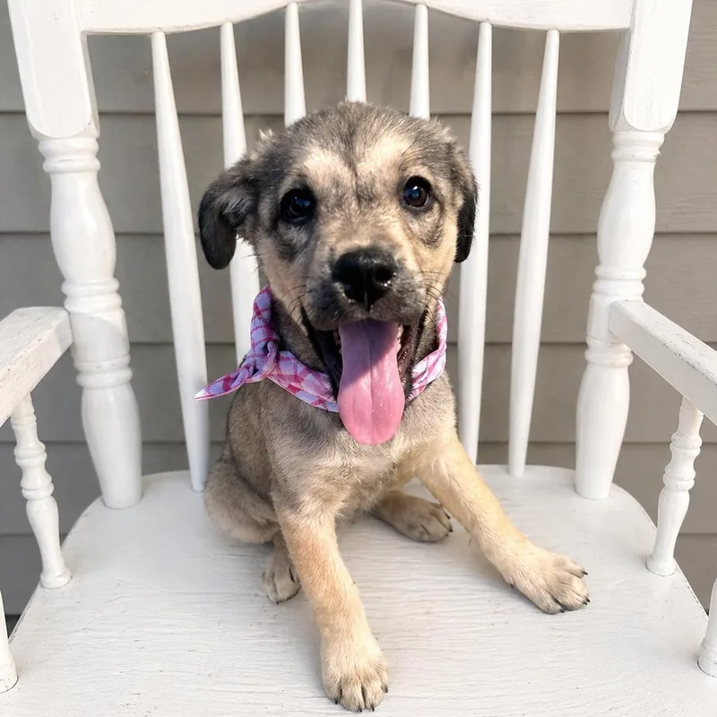 Cyndi Lauper thumbnail 2