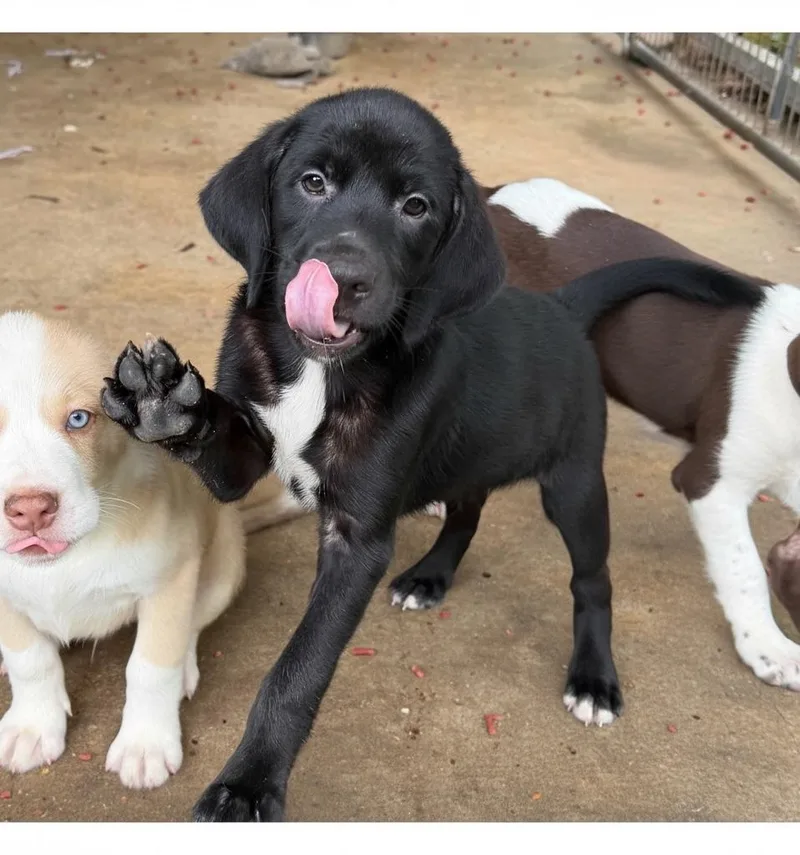 A baby medium-sized male Black Labrador Retriever dog named Jeremy for adoption in Semmes, AL