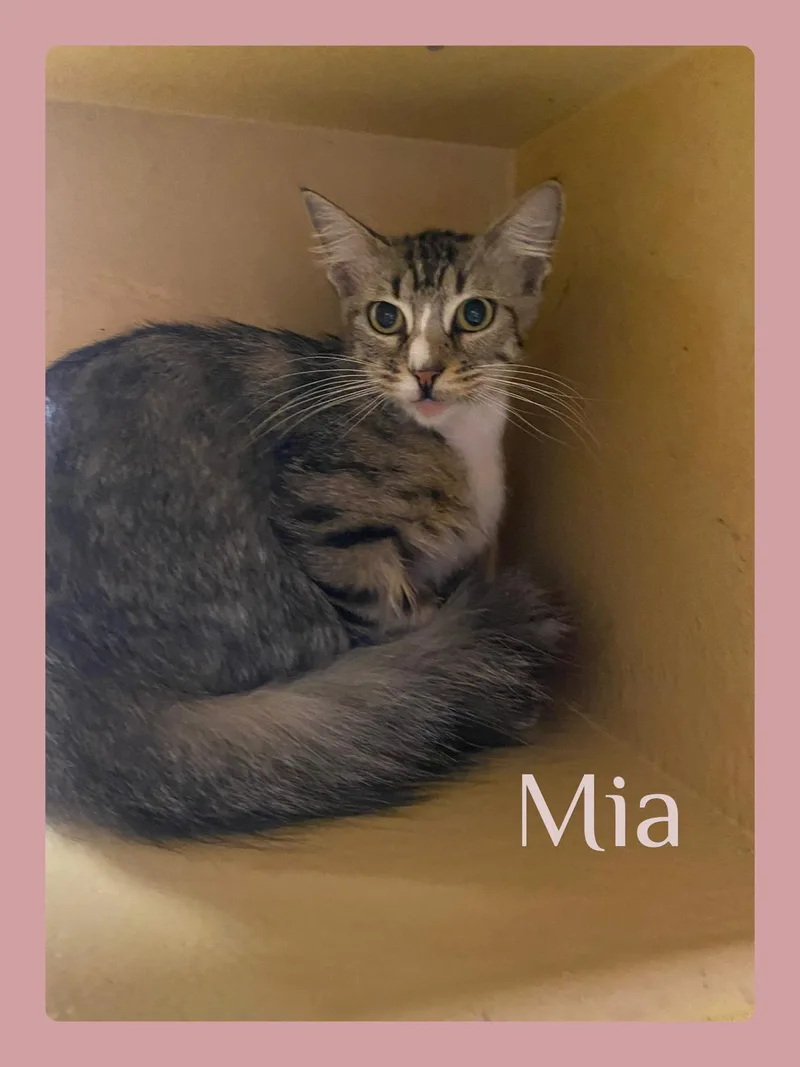 A young medium-sized female Tabby (Brown / Chocolate) Tabby cat named Mia for adoption in Lawton, OK