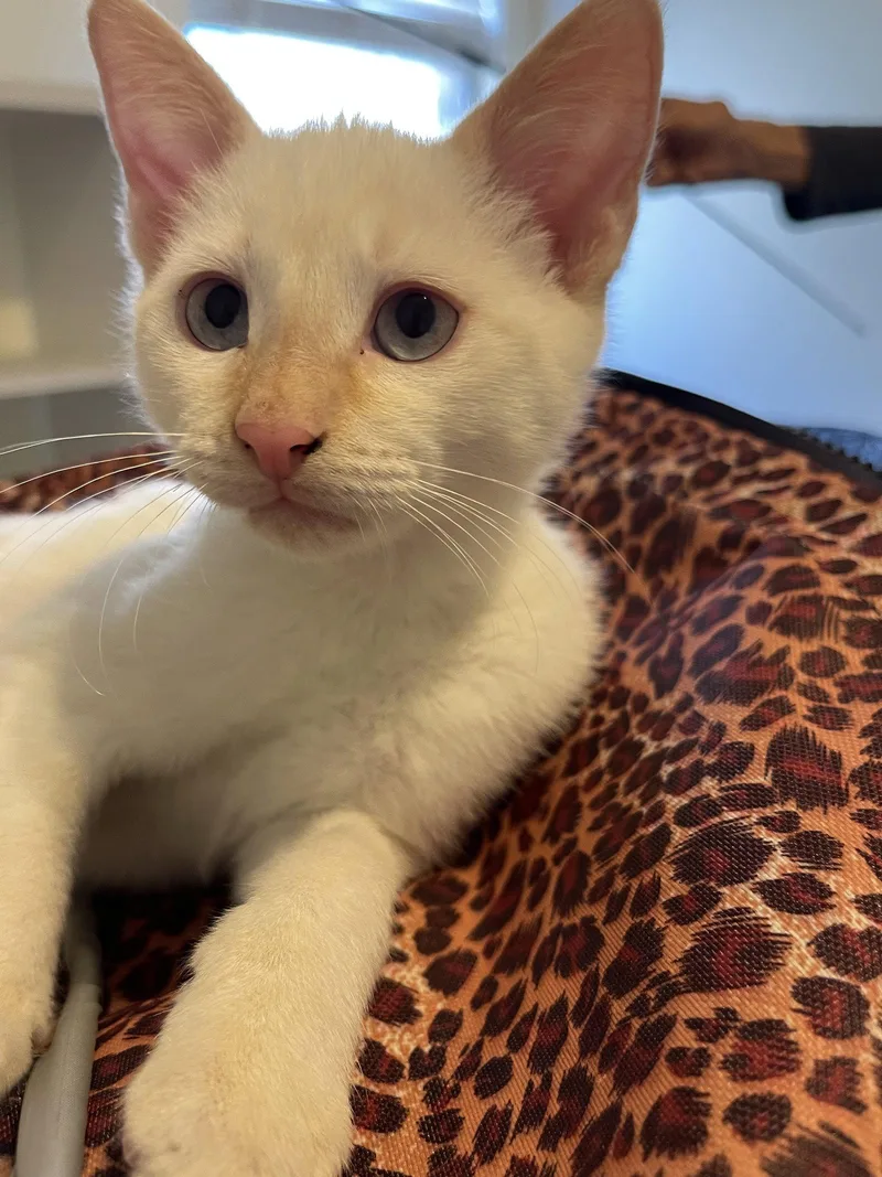 A baby medium-sized male Siamese cat named Max S for adoption in Frisco, TX